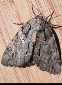 Scarlet Underwing